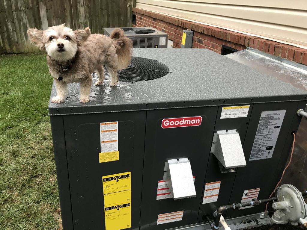 Our New Goodman HVAC and Gizmo, the Tech Dog